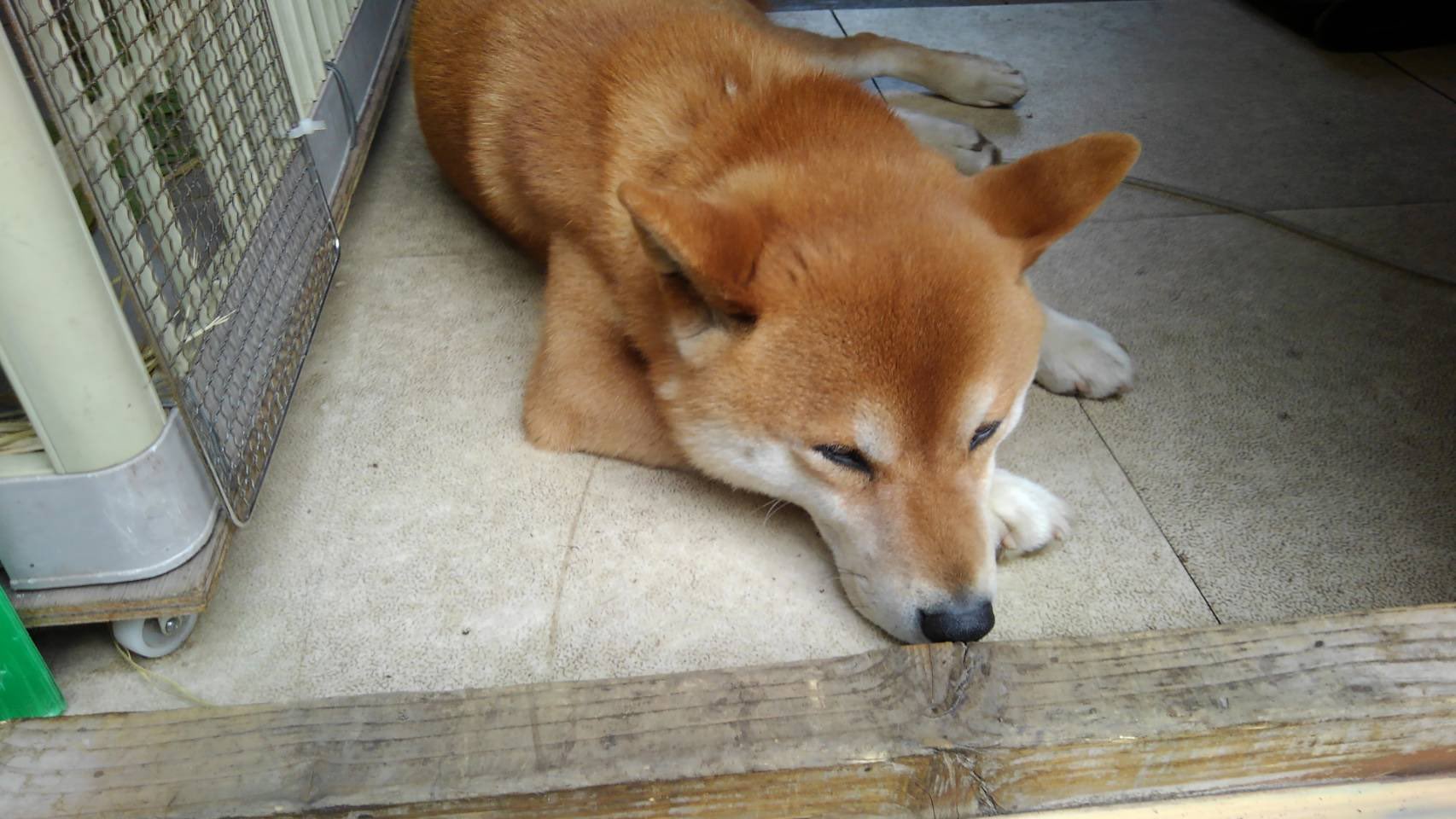 Imoya Ken 雨 きらい コロナ きらい つまらない 犬の焼き芋屋さん 柴犬 ケン 犬の駄菓子屋さん T Co 33ehkan1uq T Co Nrbmvazjwl Twitter