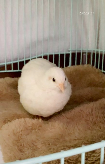 ヒメウズラのtwitterイラスト検索結果 ヒメウズラのtwitterイラスト検索結果