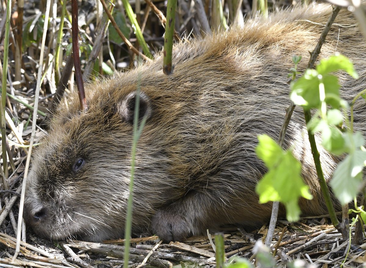 #IJsseldelta #beleefdelente @beleefdelente <a href="/IJsseldelta/">IJsseldelta</a> @vogelvaartochten @manopdedijk @vogelbescherming  Yesterday in the Netherlands: within 10 hours Red kite, bearded vulture, beaver and fishotter. Happy!