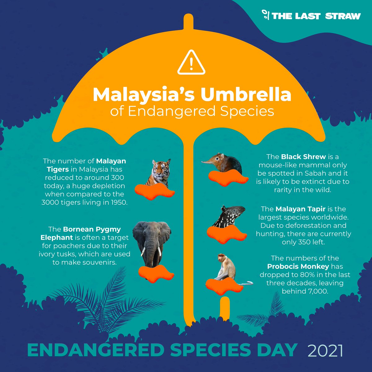 thelaststraw_'s tweet photo. To commemorate #EndangeredSpeciesDay we hope to shed light on the local wildlife that we must protect! We must take transformative actions within our communities to ensure their survival. It is our responsibility to restore our environment and protect #ASEANBiodiversity. 🌱🐅 https://t.co/xrcOb7HLu1