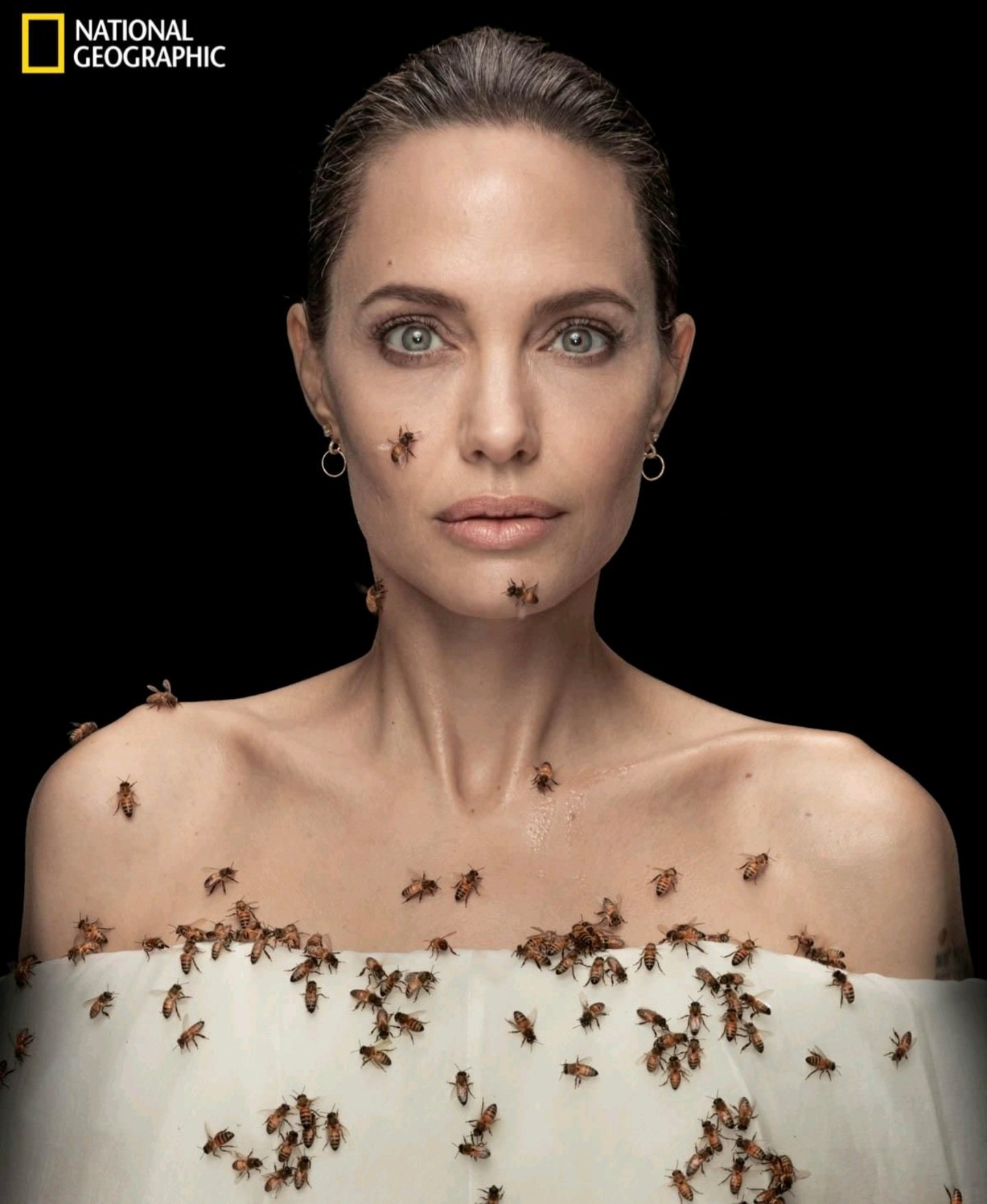 Ertan Özyiğit on Twitter "Angelina Jolie, 2025 yılına kadar 2.500 arı