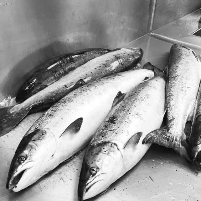 stockbridgefish's tweet photo. NEW SEASON SEA TROUT HAS ARRIVED.
Also super john dory,cod,hake,
Mussels razors clams and scallops.
Next day home delivery available 🚚 https://t.co/5DxCg8U8OA