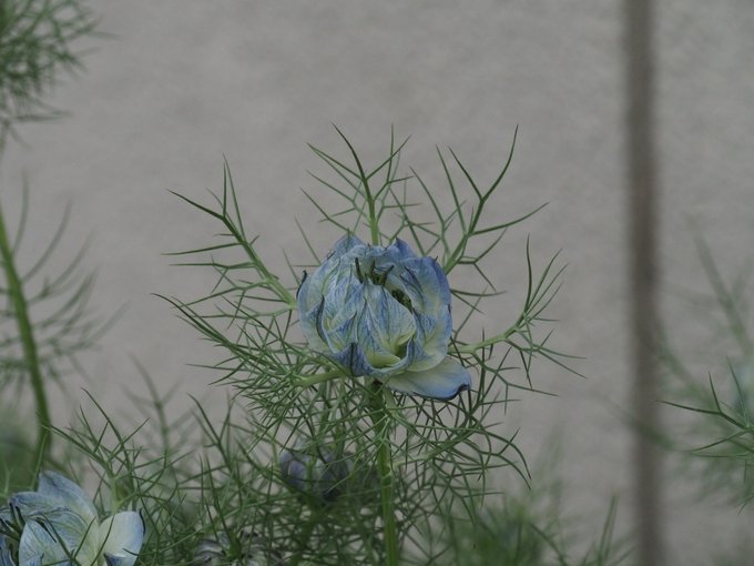 ニゲラのtwitterイラスト検索結果 ニゲラのtwitterイラスト検索結果