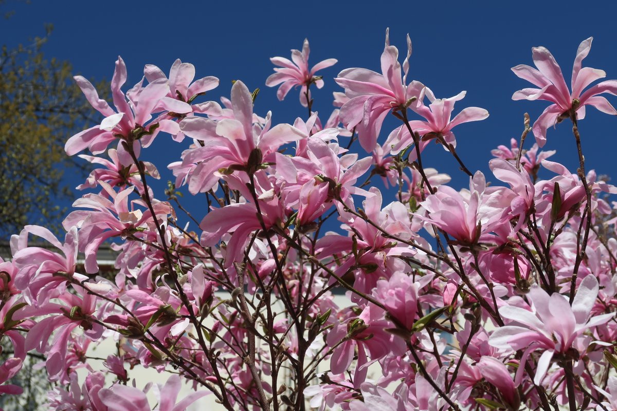Magnoliat kukkivat 🌺  Jaoimme aiemmin linkin karttaan, josta löytyvät kaupungin magnoliat. Puurekisteristä kuitenkin puuttui ehdottoman tähtikohteemme Agricolanpuistikon magnoliat 🌺   Nyt nekin on lisätty rekisteriin ja kartalle 🌸 bit.ly/3v6T1sA
#Helsinki #magnolia