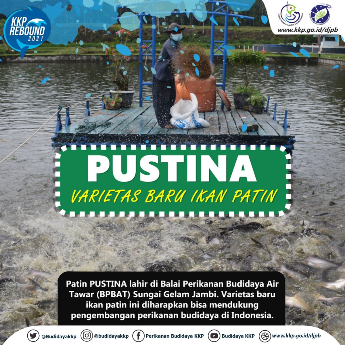 BudidayaKKP's tweet photo. #sobatbudidaya @kkpgoid melalui UPT Ditjen Perikanan Budidaya yaitu @BPBAT_JAMBI berhasil menciptakan Ikan Patin varietas baru bernama  Patin Pustina. Apa keunggulan varietas patin ini? Yuk simak disini.

#kkprebound #akuakulturuntukmasadepan #akuakulturberkelanjutan https://t.co/pTNuSCtY0x