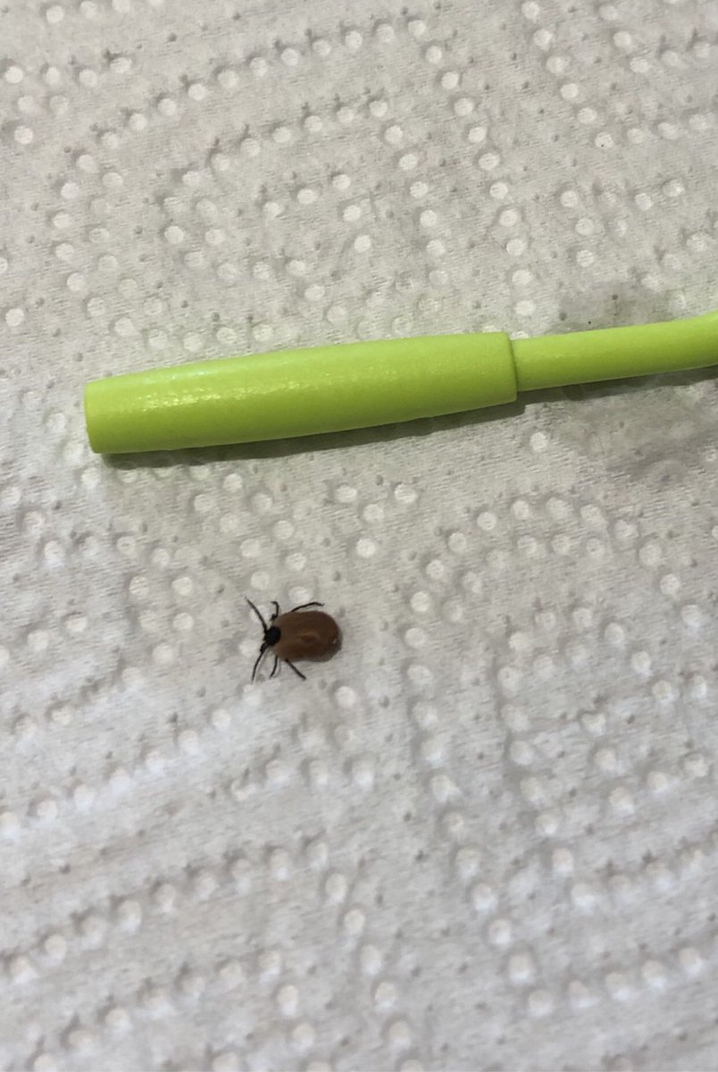 Watch out, the bugs are about! Large tick pulled out of dog’s eyebrow this morning - it was very alive!!