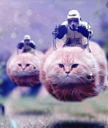v_geuzen's tweet photo. duidelijkheid : in #vlaamsegeuzen zitten activisten verantwoordelijk voor start van #twitter cats om #politie en #leger te beschermen toen ze in #brussel #terrorist zochten - ook nu #protectpolice #protectarmy - #terrorism #nazi #jurgenC - alle terreur is gelijk #beschermbrussel https://t.co/BBowwWg9a2