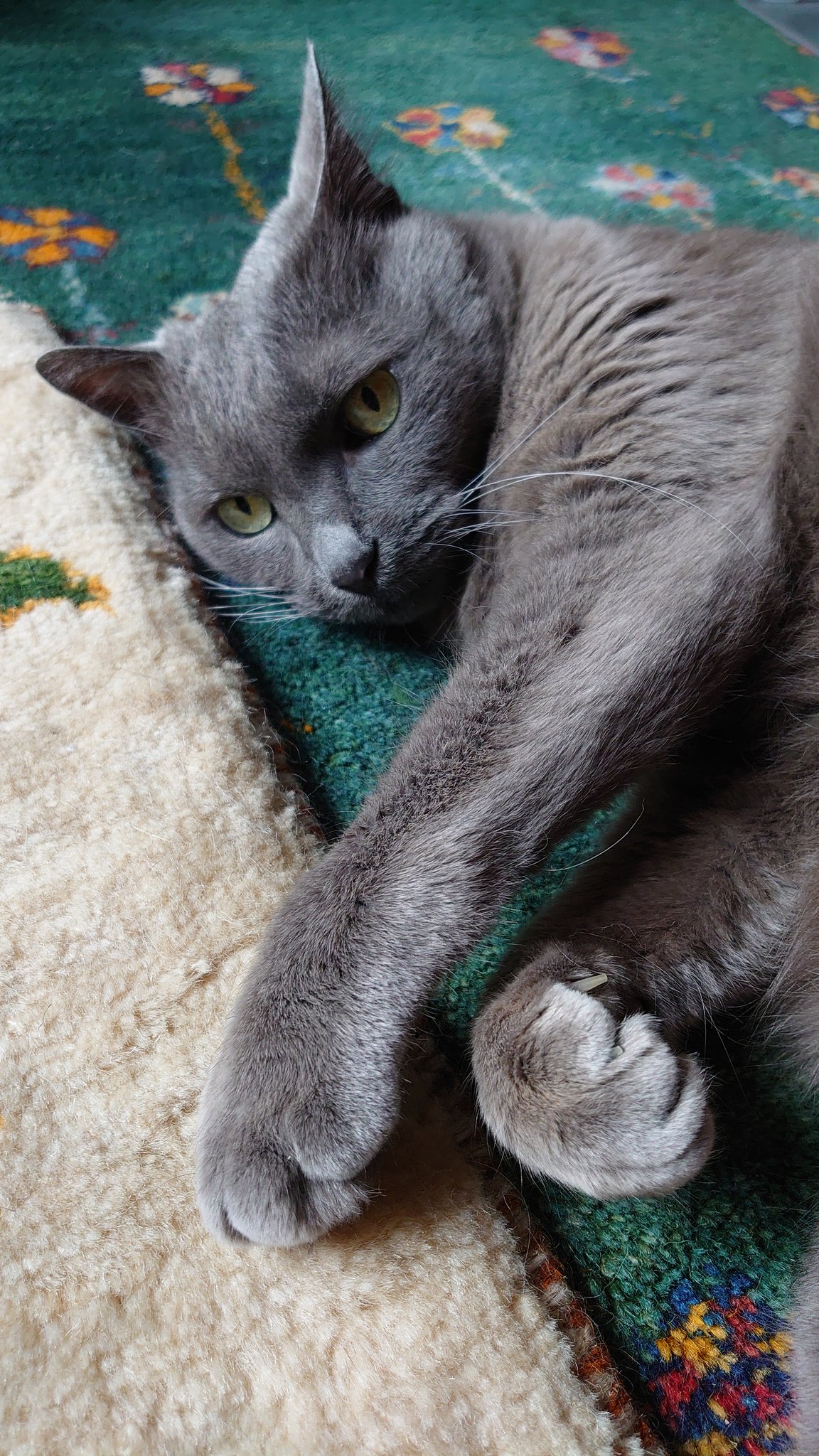 裏花火 友達がオス猫は人気ないらしいよと言うので 猫を飼ったことのない人は猫 もお腹におっきいのが付いてると思ってるんじゃないかと 思って 猫は付いてないよ お腹もふもふなだけだよ 男の子ベッタリ甘えたで飼い主大好きで性格も優しいこと多いよ