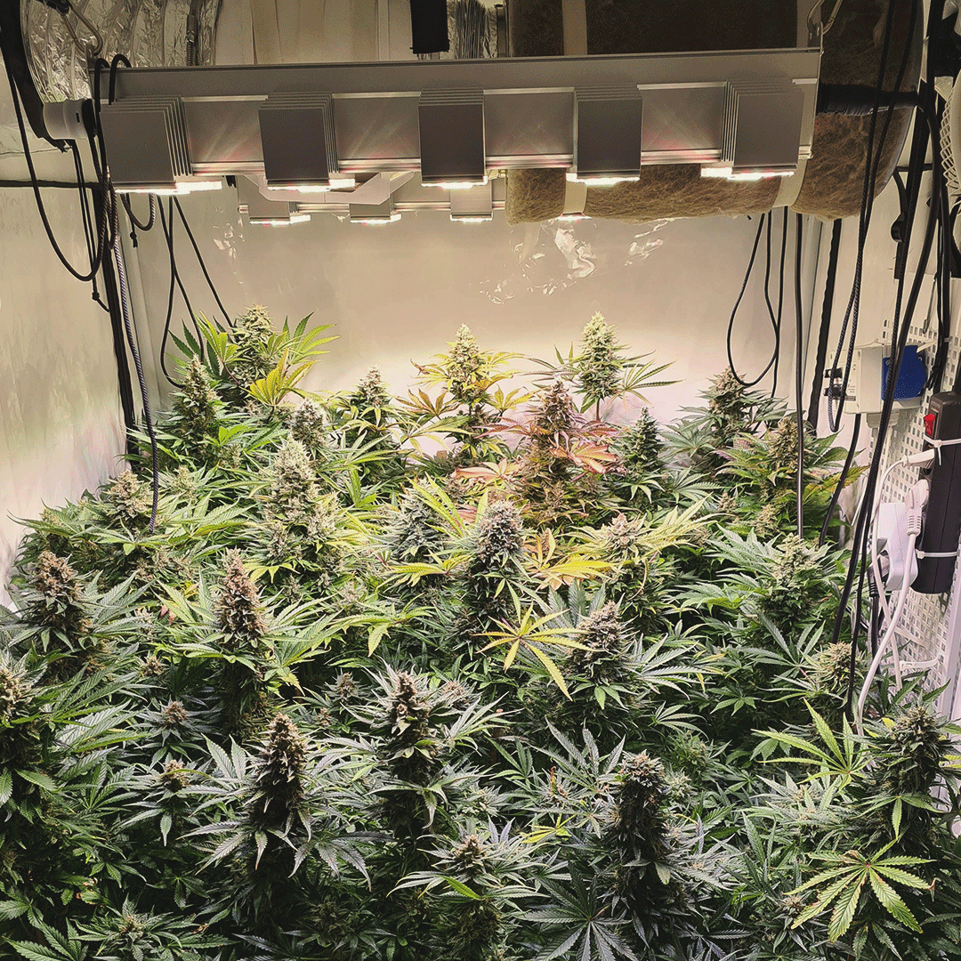 royalqueenseeds's tweet photo. How a lot more do we need to wait to #harvest this great North Thunderfuck indoor grow?🤩

Let us know in the comments below👇

📸Icegrow
➡https://t.co/Br8ZCklBM6 https://t.co/BmjeX0m7tc