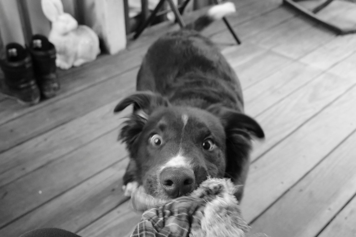 PerhapsBananas's tweet photo. @DaxGigandet Our pup Niko playing tug-a-war https://t.co/hA1Uv6Y3Yi