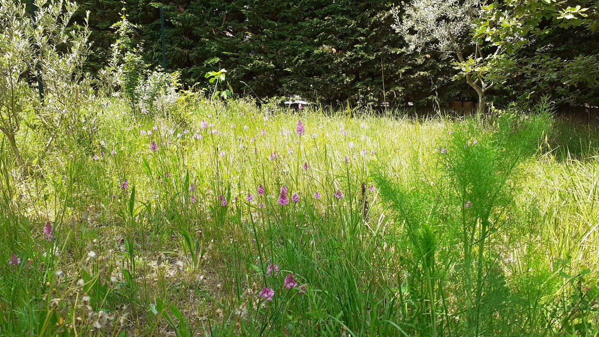 Un jardin sans tondeuse, ça peut donner cela 🦎🐦🐛🐞🦗🕷☘🍂🌻
