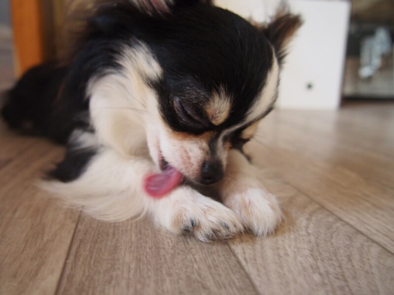 ハッピードッグ 犬の豆知識 Happydog1124 Twitter