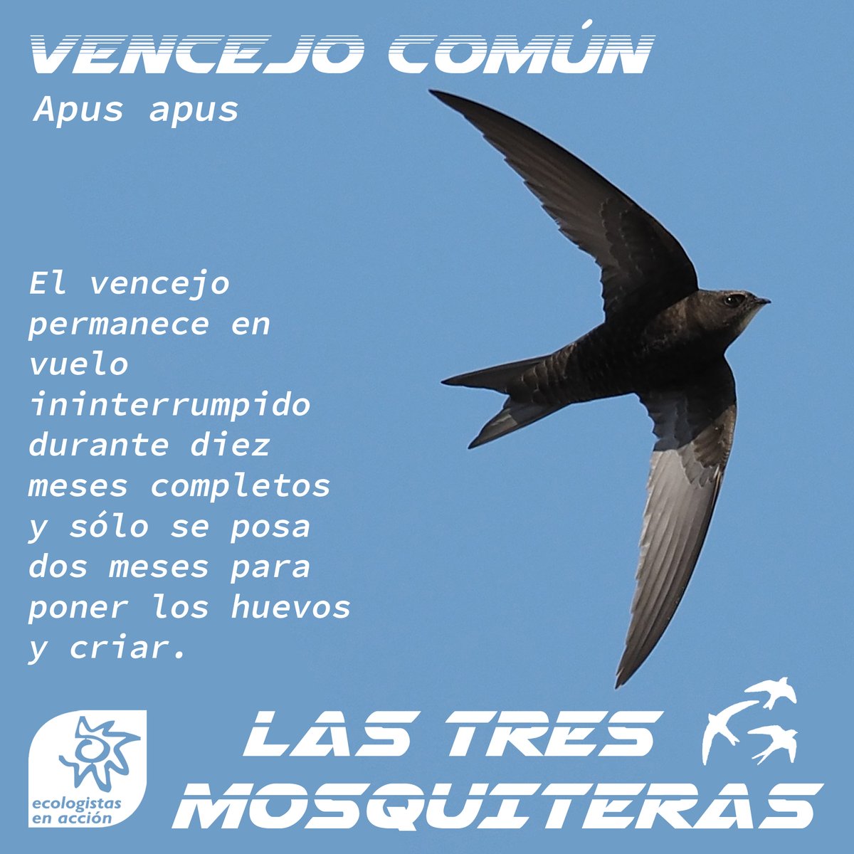 El vencejo común se encuentra en el listado de Especies Silvestres en Régimen de Protección Especial. Según el programa SACRE de @SEO_BirdLife desde 1998 la tendencia de sus poblaciones es negativa, con declives cercanos al 30%.

#LasTresMosquiteras