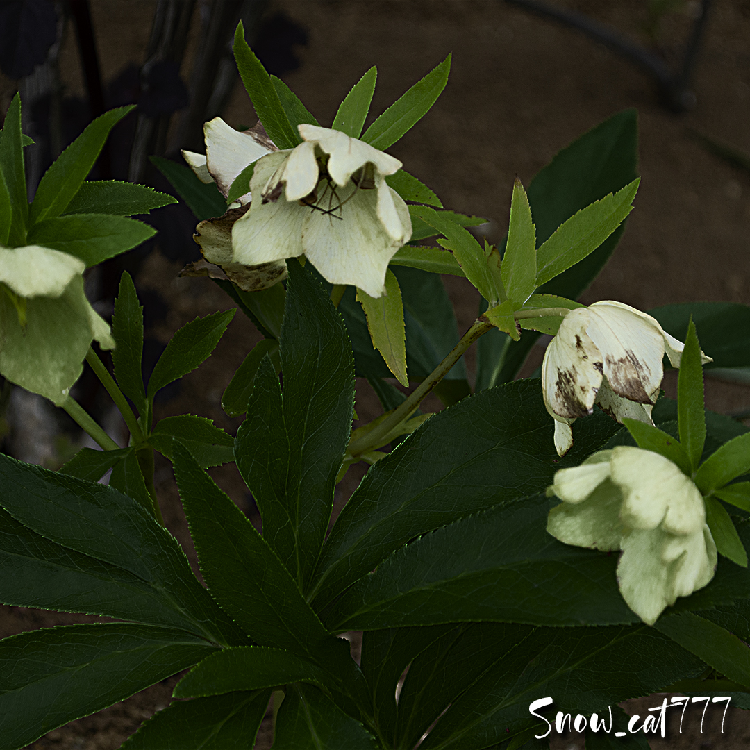 獅子座 A Twitter 一枚目 寒芍薬 クリスマスローズ Christmas Rose 花言葉 追憶 私を忘れないで いたわり 二枚目 ガルビネア Gerbera 花言葉 希望 常に前進 ガルビネアはガーベラの進化形とのことです T Co Tdhtkfntnk Twitter