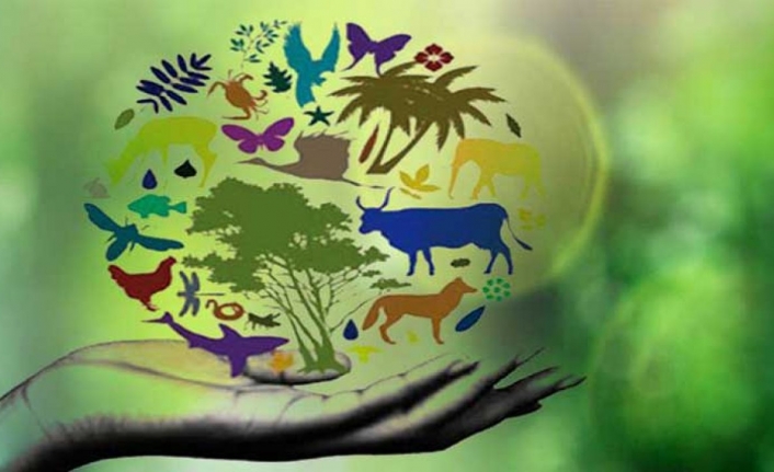 Сокращение видового разнообразия животных. Биологическое разнообразие. Сохранение биологического разнообразия. Сохранение биоразнообразия. Уменьшение биоразнообразия.