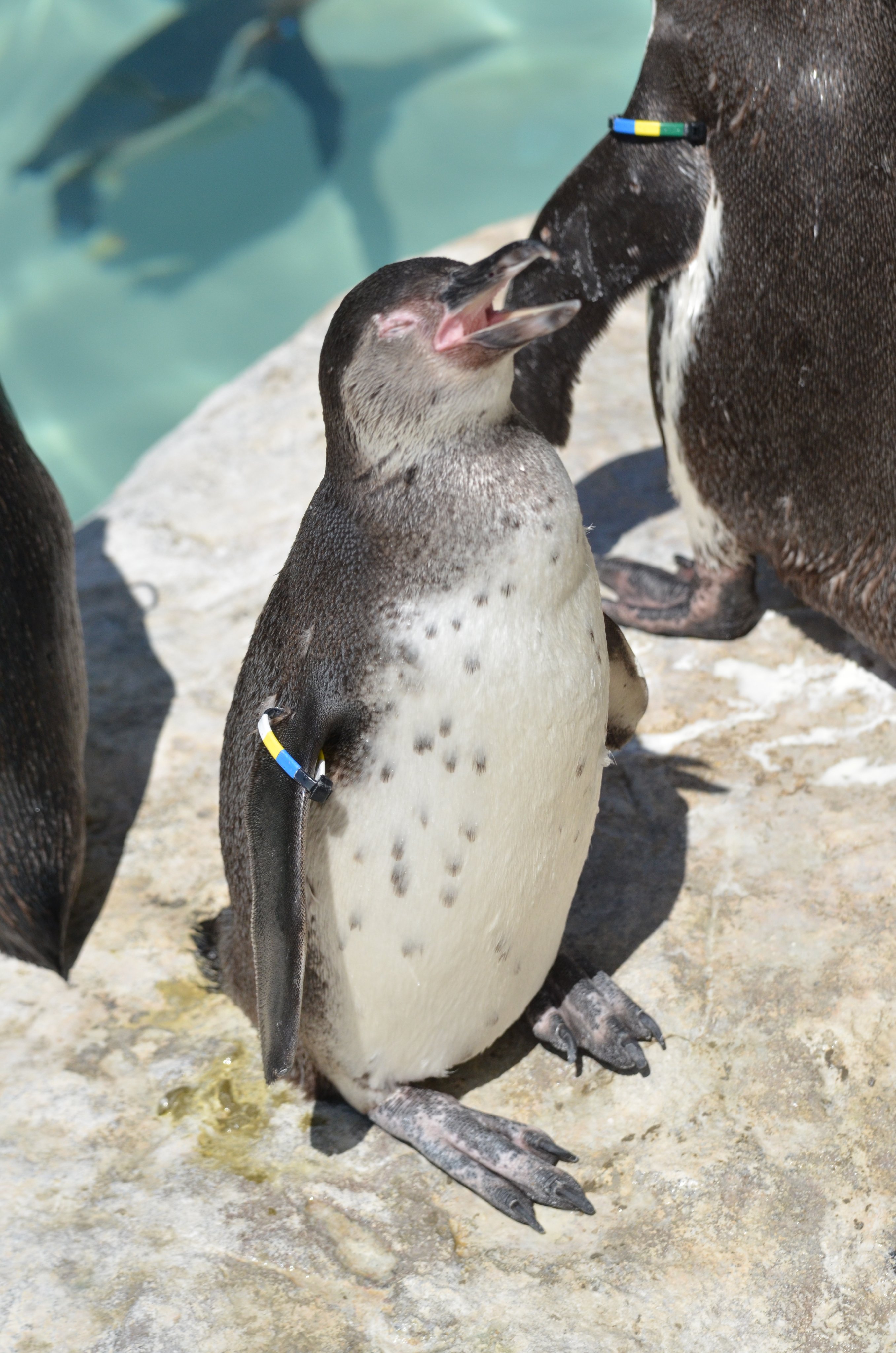 新潟市水族館マリンピア日本海pr フンボルトペンギンの幼鳥は 成鳥とは模様が異なり 胸元に黒い帯模様がありません 夏 に換羽を終えると成鳥と同じ模様になります 4月に展示デビューしたばかりの生後半年の幼鳥を紹介します 翼のタグの色は青黄白 体が