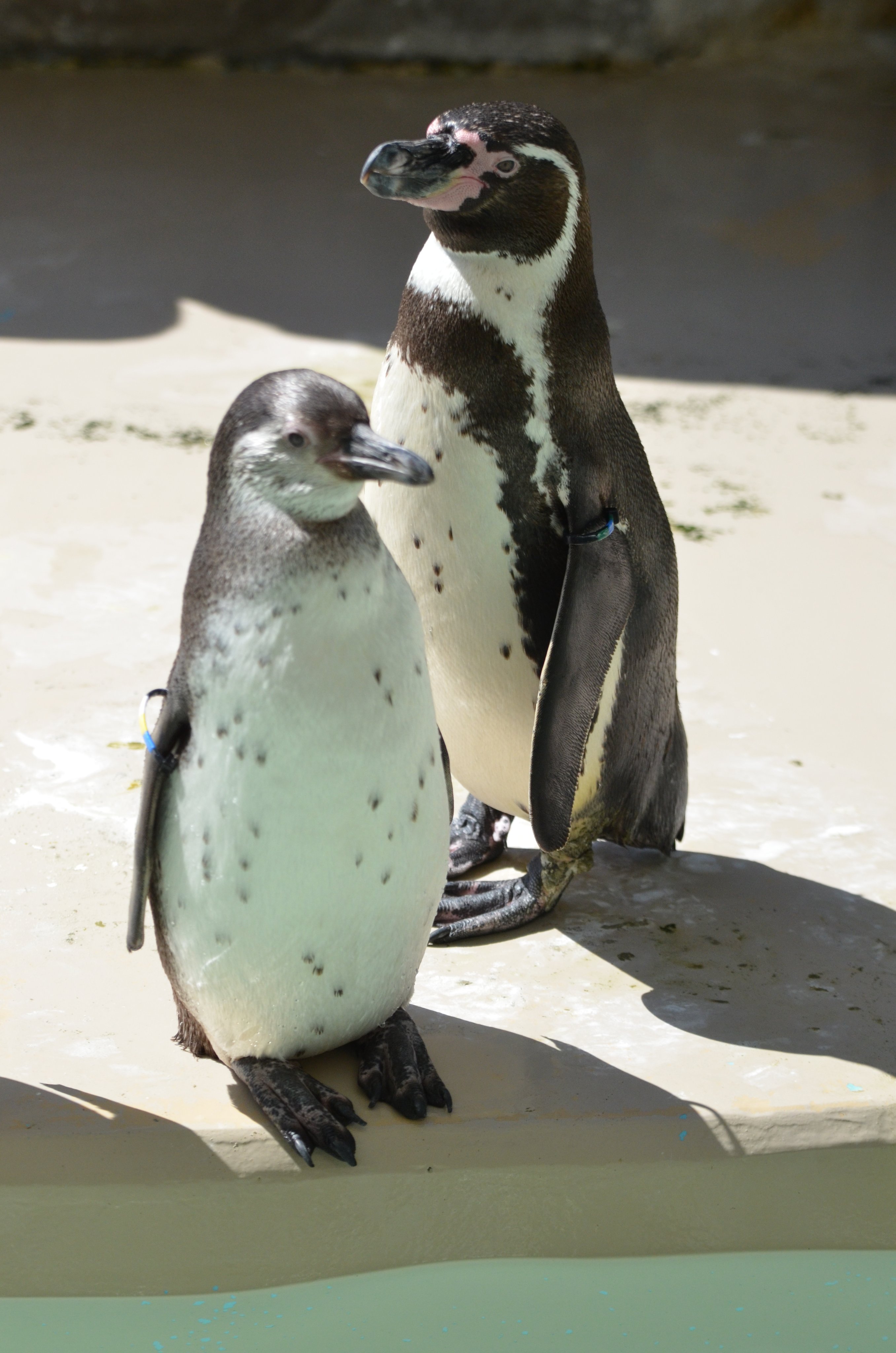 新潟市水族館マリンピア日本海pr フンボルトペンギンの幼鳥は 成鳥とは模様が異なり 胸元に黒い帯模様がありません 夏 に換羽を終えると成鳥と同じ模様になります 4月に展示デビューしたばかりの生後半年の幼鳥を紹介します 翼のタグの色は青黄白 体が