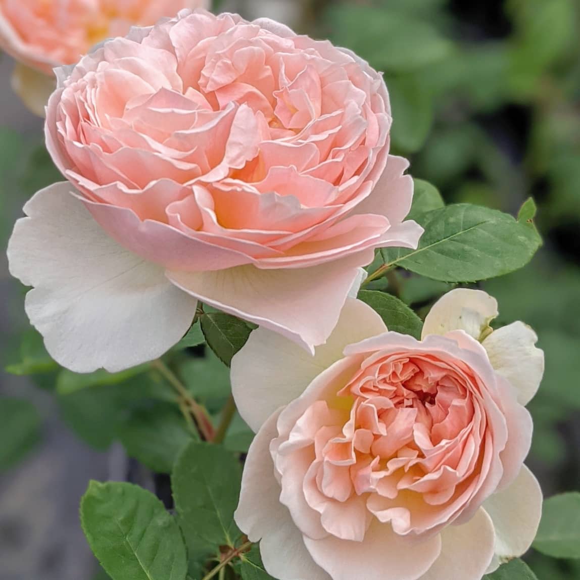 天空のバラ園 園主 農場のバラ撮り下ろしより エヴリン ファンが多いのも納得 個人的には一番好きなerな訳では無いのですが オフィスや農場に親木が数十本あるので一番沢山花を見ている品種かもしれません Shop T Co 39bdpdl5ua 天空のバラ