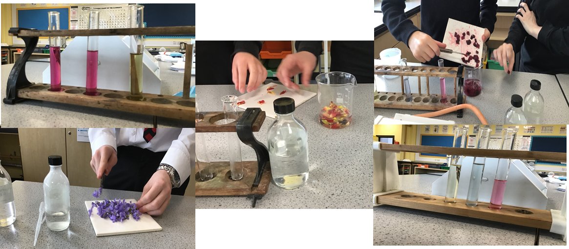 Sci_BHS's tweet image. S2s have been making their own indicators. They investigated using petals, bluebells, beetroot and red cabbage. The results for beetroot (the picture with two tubes the same) and bluebell (the pic with three distinctive colours) are shown.