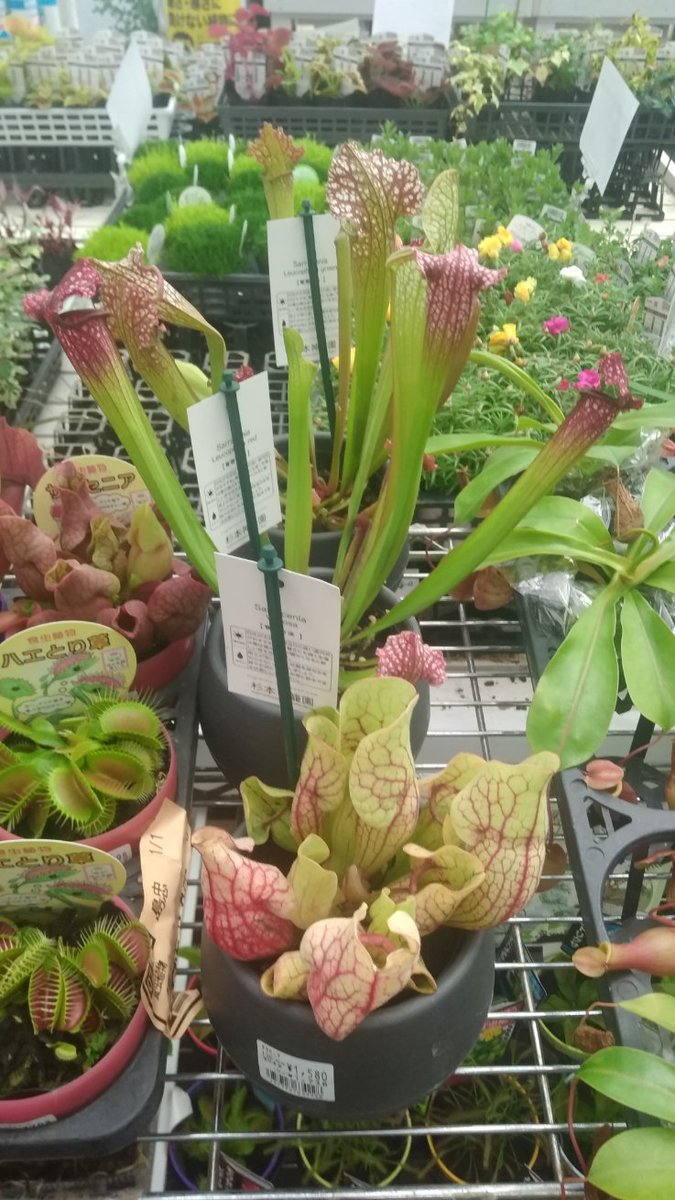 高橋 勇樹 海老名の島忠にも 食虫植物 か入荷されてました お値段を比べると やっぱり カクタス長田 さんのが破格の値段でレア物も混じるという大判振る舞いなんだなと実感 大彰園系のでをにやは大きくて見応えもあって好きではある