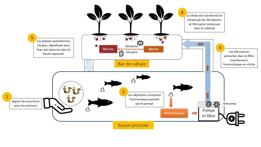 inrae_act's tweet photo. #DicoAE #Agroécologie #Agriculture
❓ #AQUAPONIE #AQUAPONIC
💡Une définition, des références pour en savoir plus, c'est ici 
📚https://t.co/DwcPIvn0PP
🇬🇧 https://t.co/OhxAg6vnqW https://t.co/tOE91Rajtb