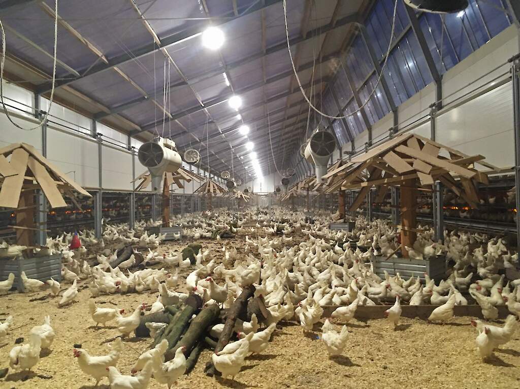 “Gangbare leghennen bijna net zo duurzaam als Kipster” | Pluimveeweb.nl pluimveeweb.nl/artikel/403866…