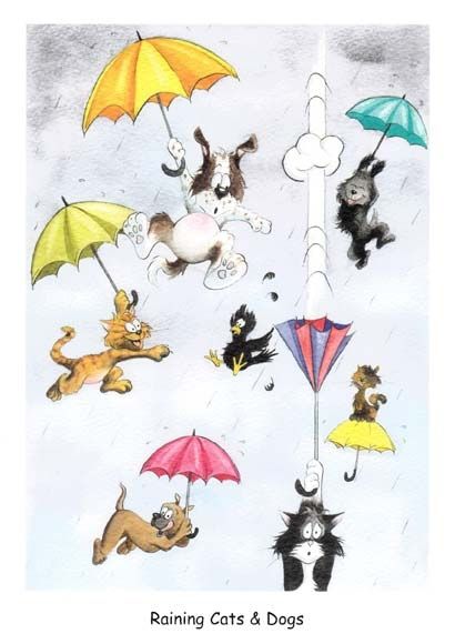 It s raining cats