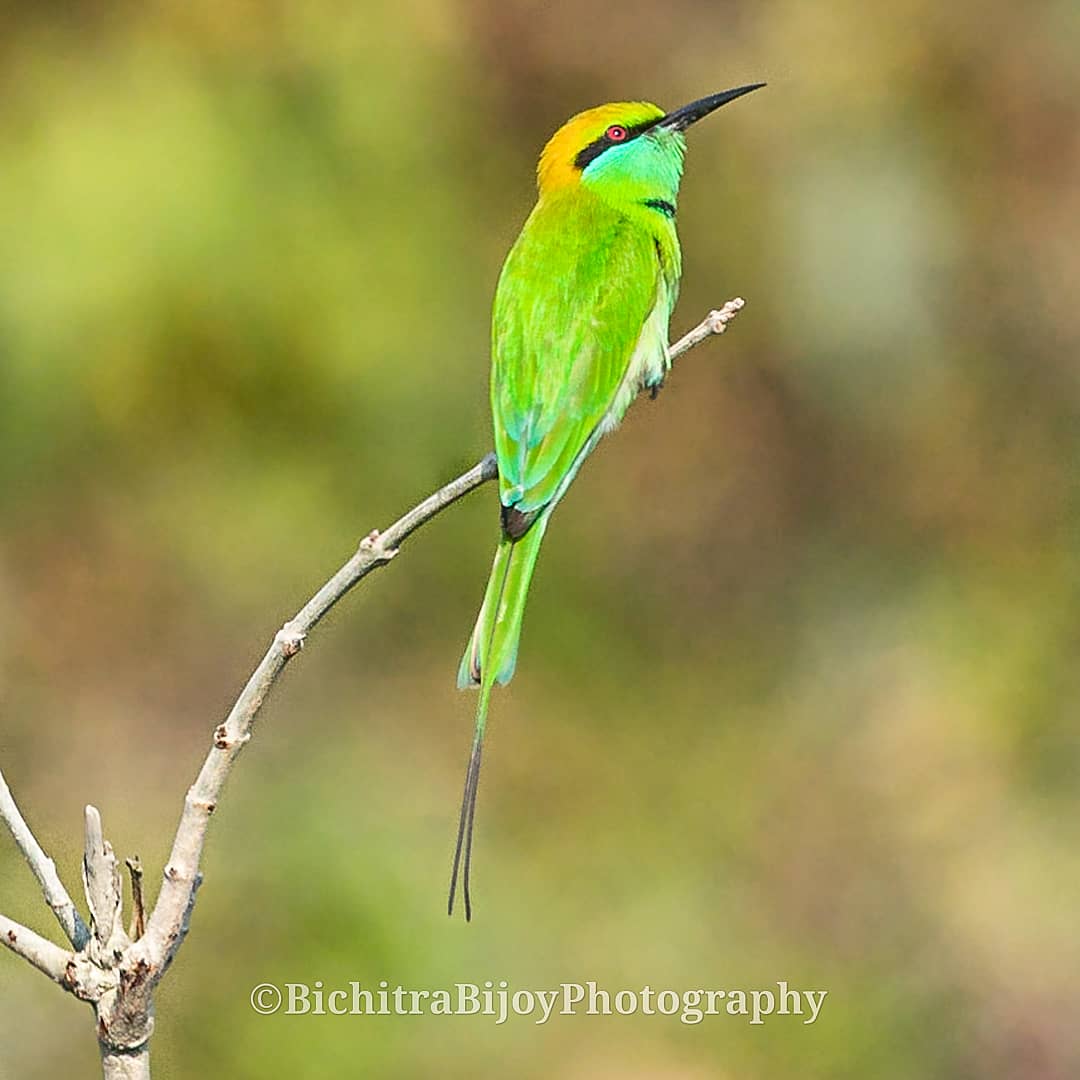 The Green Bee Eater. 
#your_best_birds

#best_birds_of_world

#nuts_about_birds

#nature_worldwide_birds

#best_birds_planet

#birds

#birdphotography

#kings_birds

#birds_adored

#birdwatching

#birdsofinstagram

#birdstagram

#birdlovers

#birding

#birdfreaks

#birdsofindia