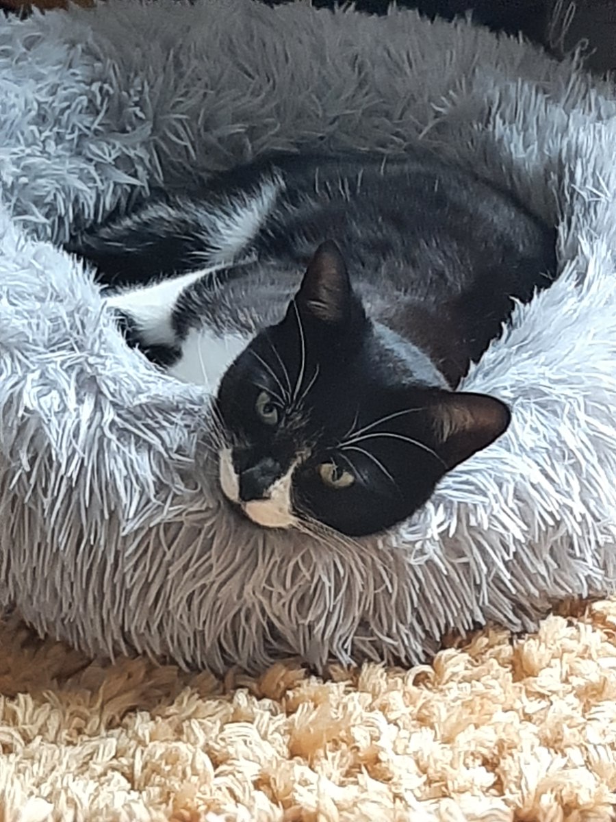 @shelternews Happy Gotcha Day to our lovely Hattie (formerly Feta)
from the wonderful Scratching Post
We love her xxx
#adoptdontshop #hurrayforhomings