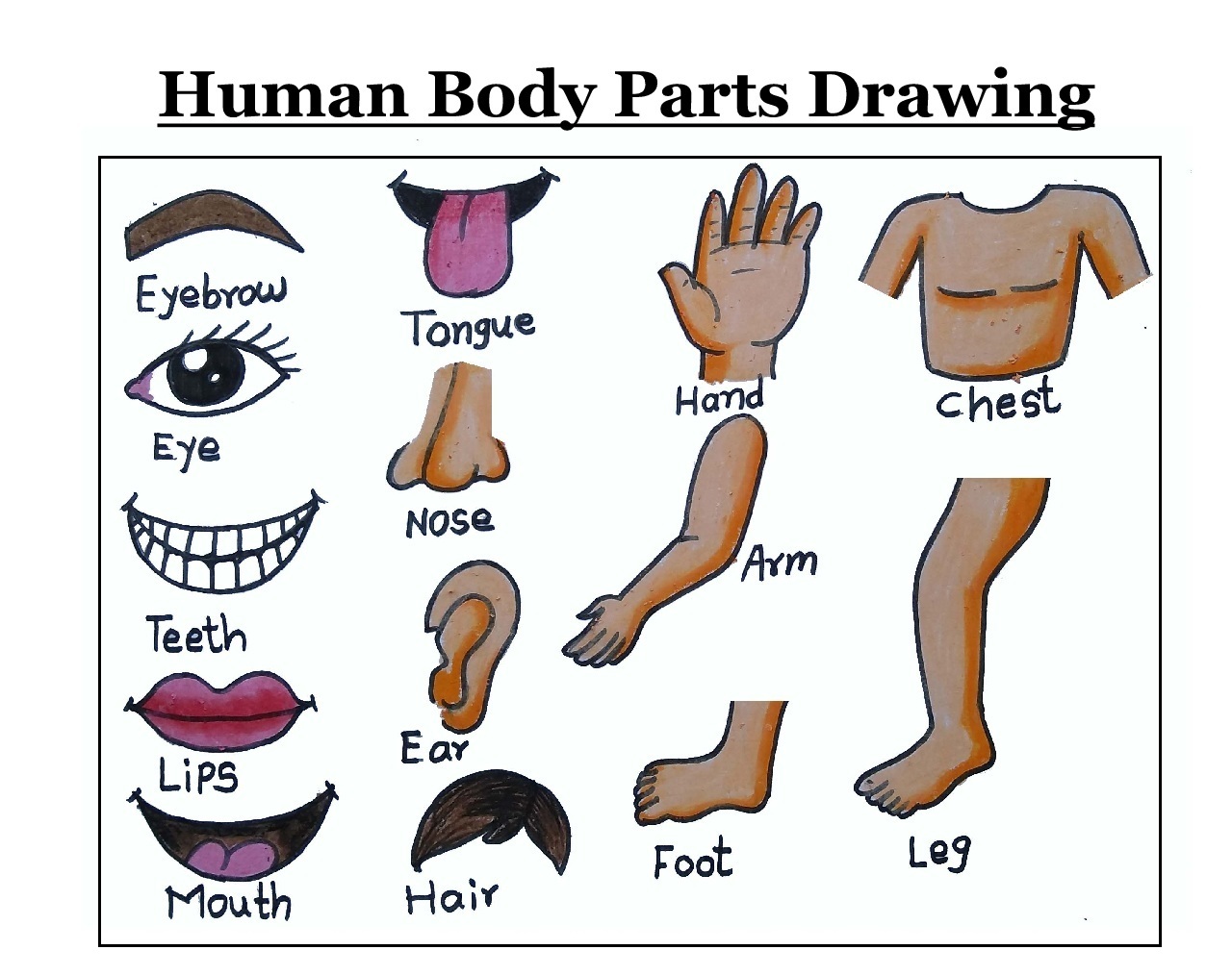 Handwriting style hand body parts set  Stock Illustration 67498745   PIXTA