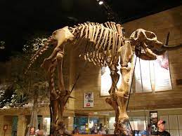 Digging Up Dinosaurs- today at 11:00 am! conta.cc/3hzA9hU