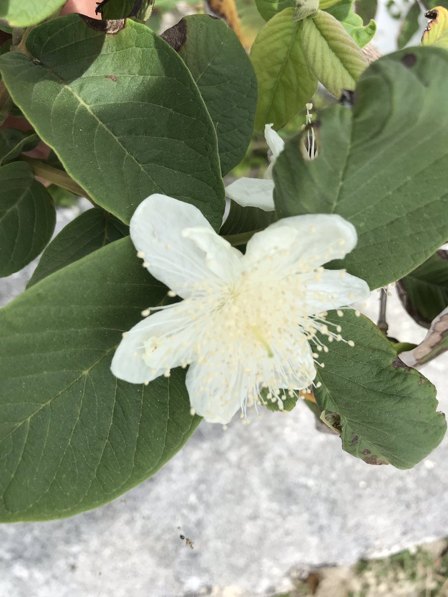 zuoteng1982's tweet photo. グァバの花が咲きました。
薬草カフェピクニック
https://t.co/IzSIce9XUk

#与論島 
#百合が浜 
#百合ケ浜ビーチハウス
#薬草カフェピクニック 
#あぐんちゃヴィラ与論島
#アザミリゾート
#グァバ https://t.co/GwsPzqeB6A
