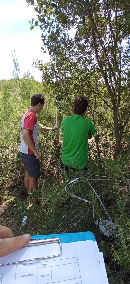 multivac42's tweet photo. Esta semana hemos estado muestreando los efectos de la competición en la regeneración post-incendio de Pinus halepensis en los alrededores de Montserrat #UmbraClim Algunas zonas con densidades verdaderamente impresionantes! https://t.co/U58rAIoupZ
