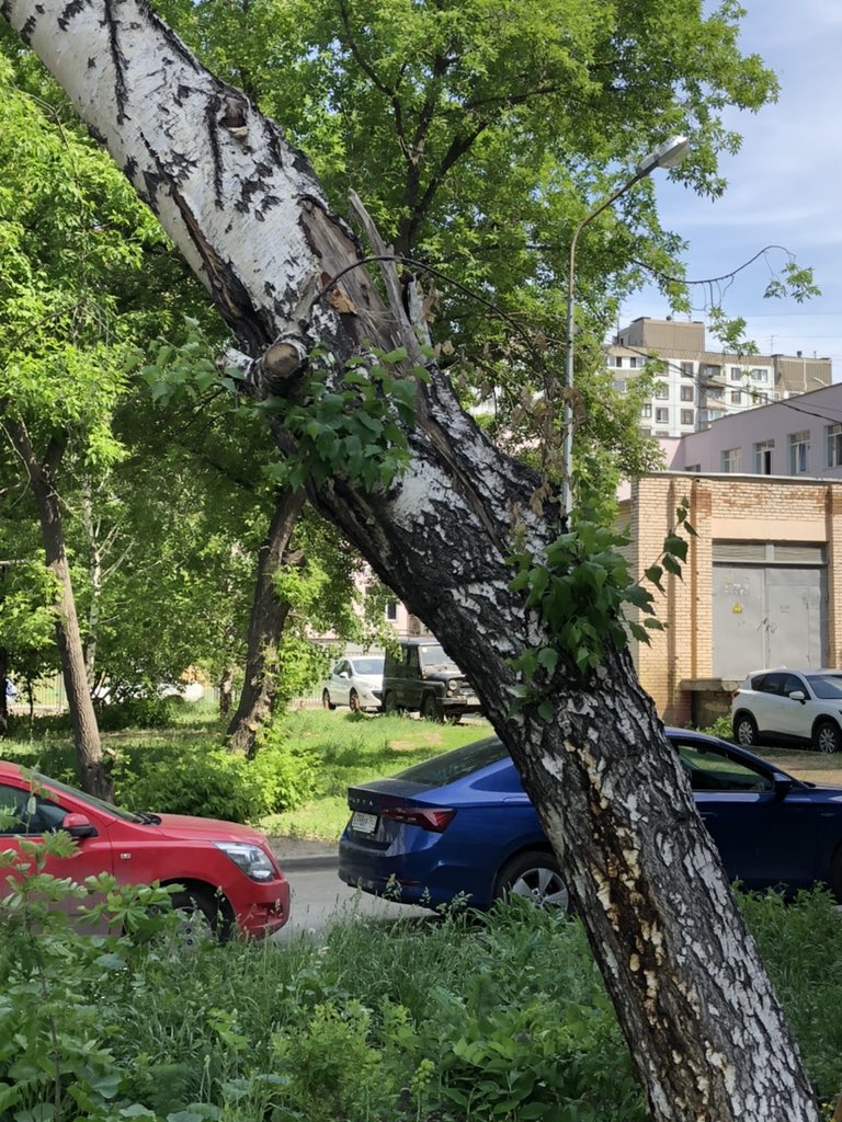 Клиническая, 26, берёза с тещиной, почти висит на проводах <a href="/EDDSSamara/">ЕДДС</a> <a href="/adm_Len/">Администрация Ленинского внутригородского района</a> <a href="/samara_in/">Администрация Самары</a>