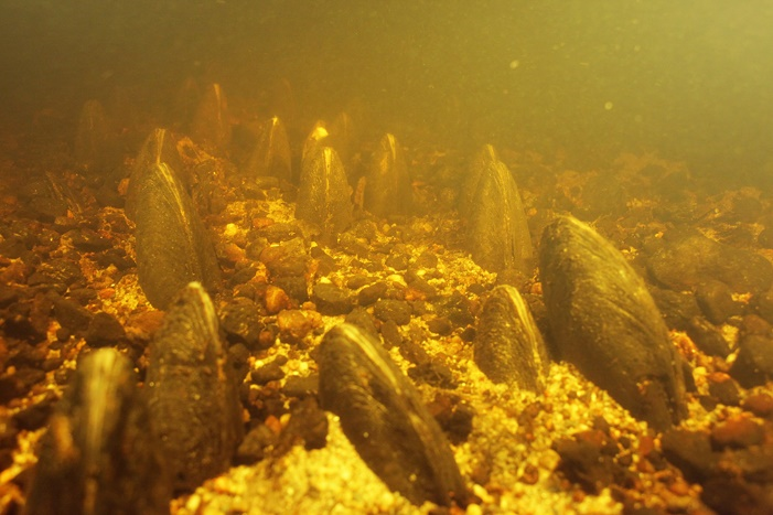 FHPohjanmaa's tweet photo. #Ähtävänjoki aina Evijärveltä suiston padotulle Luodon- ja Öjanjärvelle saakka kuuluu #Natura2000 -verkostoon. #FRESHABIT Life IP -hankkeessa yhteistyössä #Ähtävänjokirahasto'n kanssa on tavoitteena palauttaa joelle uusi raakkusukupolvi. #Natura2000Day @EPELYkeskus https://t.co/gYt5Yp65Ba