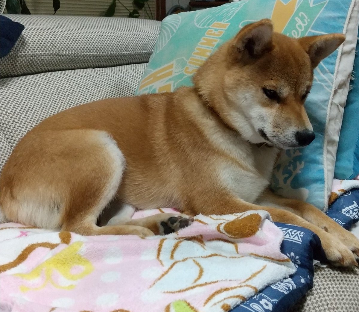あんぱんち あんぱんち