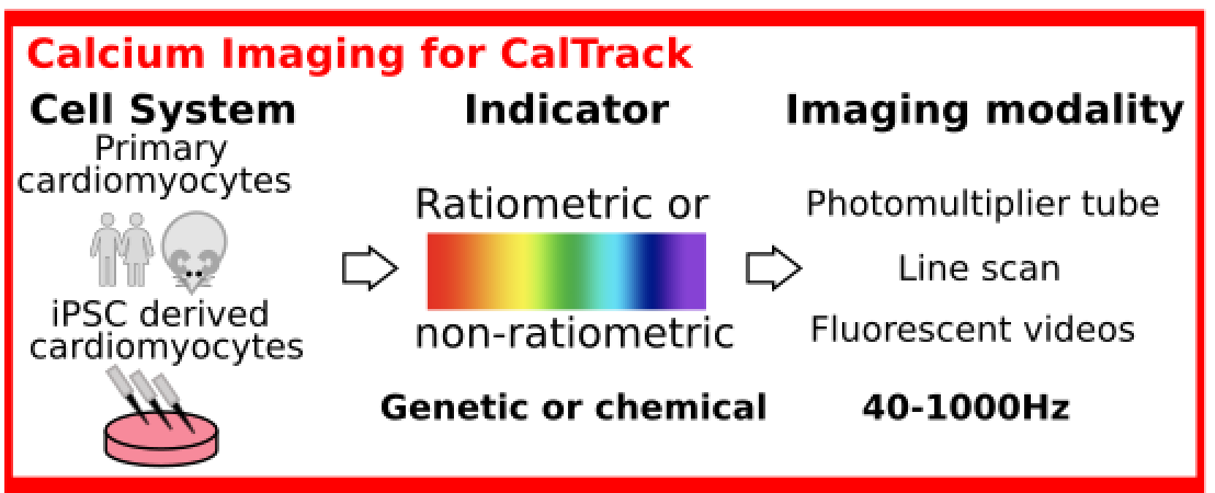 CalTrack can be used in a variety of model systems and cell sources. Ranging primary cardiomyocytes, iPSC-CMs, organoids, and 3D tissues. You can analyse data collected using ratiometric or non-ratiometric indicators. Analysis can be performed on movies, line scans, and PMT data.