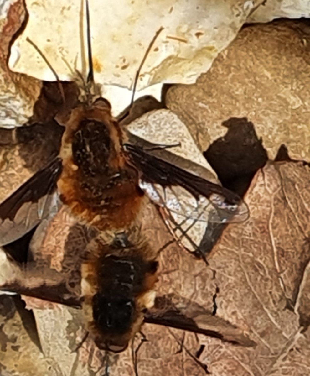 To continuing honouring National Bee day yesterday, a big shout out to the Bee-Fly. These little critters,  fly like a Bee, sound like Bee...but are a cute nectar drinking fly. These were photographed catching some sun by our fire pit.
#weddingwood #weddinginspiration