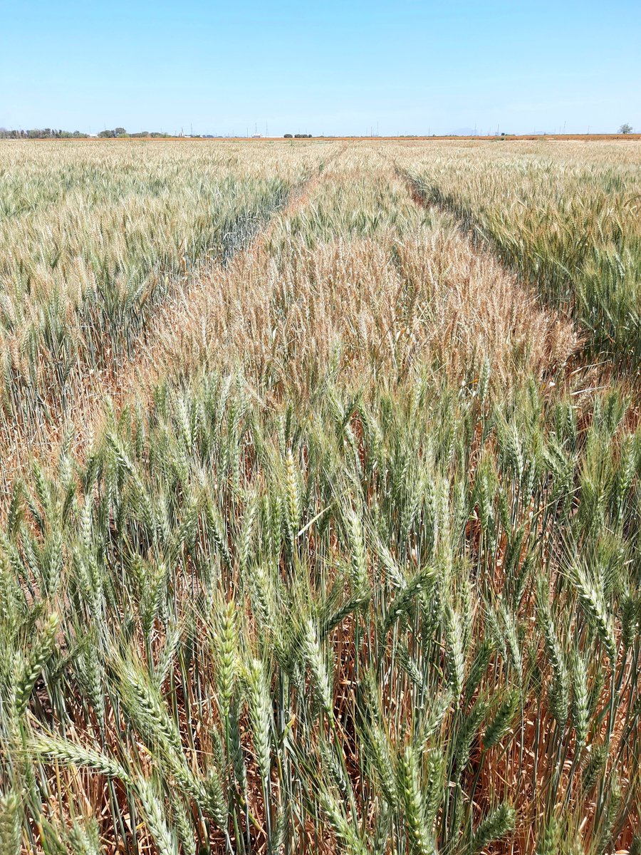 We're hiring! Come &amp; join the <a href="/CIMMYT/">CIMMYT</a> Global Wheat Program as a molecular pre-breeder. Exciting opportunity to apply genetic &amp; genomic tools to accelerate the development of resilient wheat to meet future production challenges. Please help spread the word: cimmyt.org/careers/jobs/p…