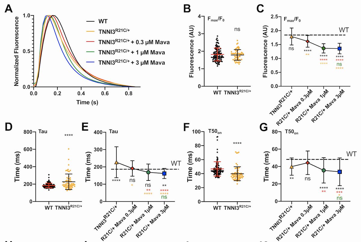 We have demonstrated that CalTrack can also be used effectively in human iPSC-CMs to define HCM phenotypes and responses to the pharmacological agent Mavacamten.