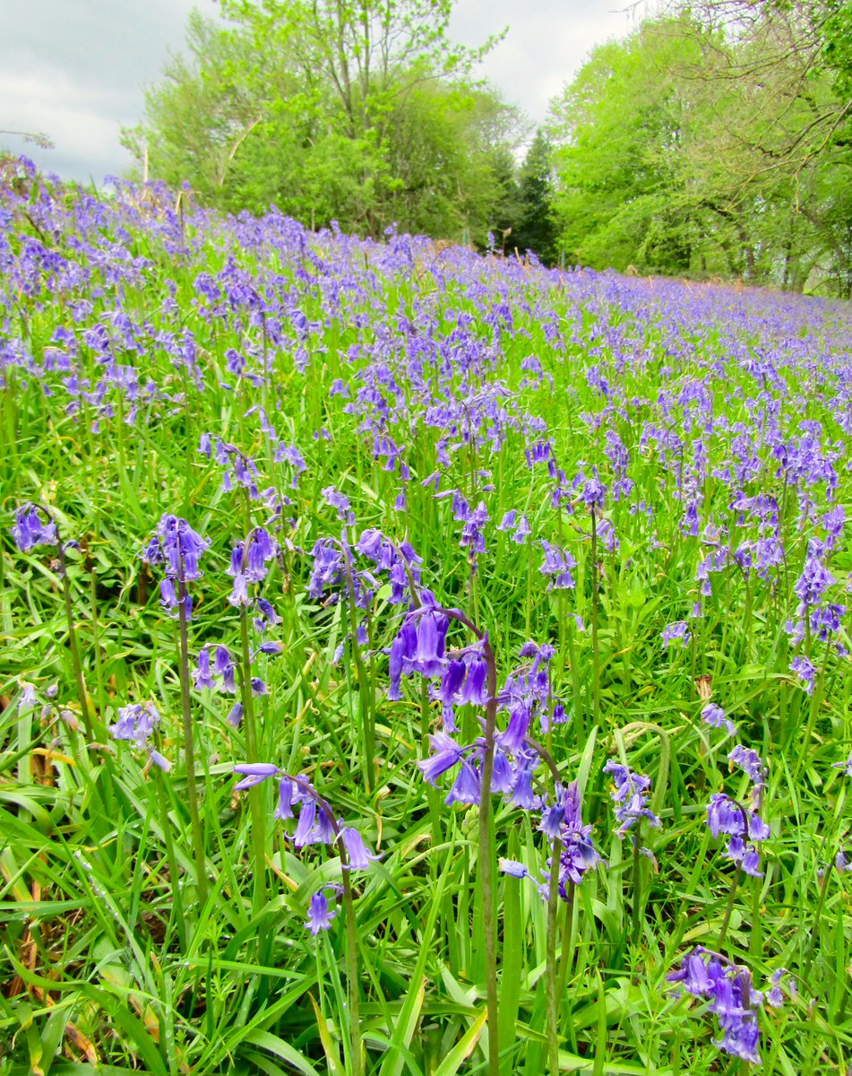 AwayMaja's tweet photo. I've been neglecting Twitter a bit, here are some of my fav photos of #bluebells around #Yorkshire this last week to make up for it 😊💜
#BishopWood #FivePondWood #WestTanfield @Welcome2Yorks https://t.co/xj1VgVIqh8