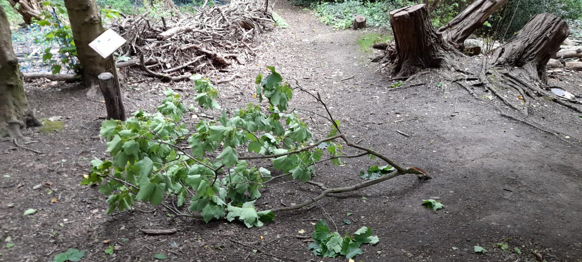 3rd branch down this morning. Yellow warning for wind in place till 9pm tonight.
Take care in woodland today