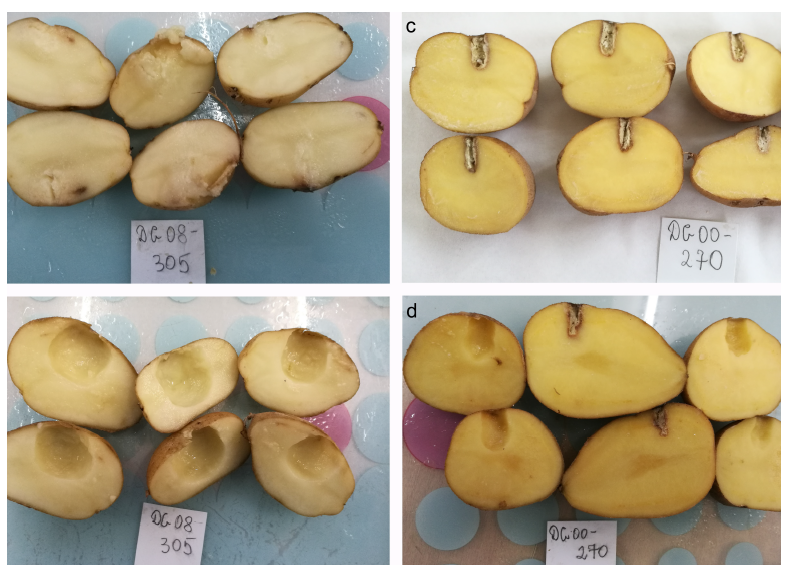 Jadwiga_Sliwka's tweet photo. QTLs for potato tuber resistance to Dickeya solani are located on chromosomes II and IV 
🥔🥔🥔
https://t.co/4KV3DO18QP https://t.co/o2hlKM5qSo
