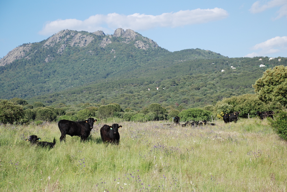 Un ejemplo de actividad ganadera en la #RedNatura2000 es la Ganadería Ecológica Vacanegra, cuya finca se localiza en la ZEPA Encinares de los ríos Alberche y Cofio👇platoypaisaje.org/morcillo-de-te…
#Natura2000 #Natura2000Day <a href="/GanaderiaEco/">Vacanegra</a>
