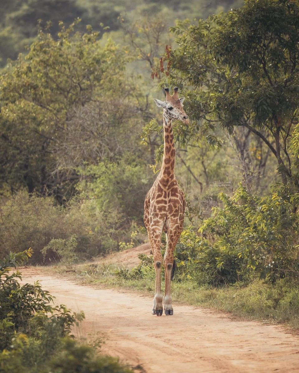 The stories no one will ever tell you about Akagera National park until you visit it yourself.
 #akagera #visitrwanda #wildlife #dtravela #RwOT