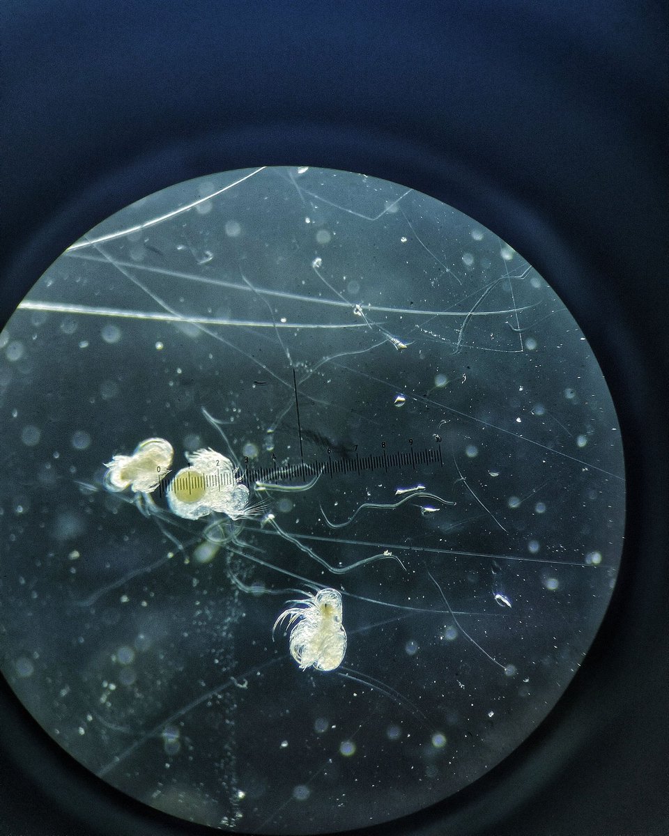 These are 0.5mm long and I have to figure out what species they are, goodnight 🙃

#plankton #zooplankton #tinyanimals #microscopy #lablife #womeninscience #womeninoceanscience #womeninstem #oceanography #marinescience #marinebiology #marinebiologist