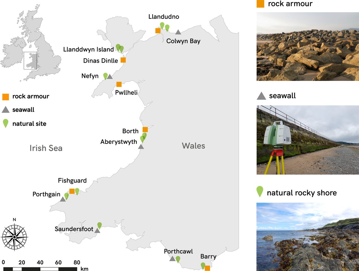 Artificial #shorelines lack natural structural complexity across scales #OpenAccess @TidalTopography <a href="/TDJ_marine/">Tim Jackson-Bué (D'Urban Jackson)</a>
  #Ecology ow.ly/AAsL50ER62N