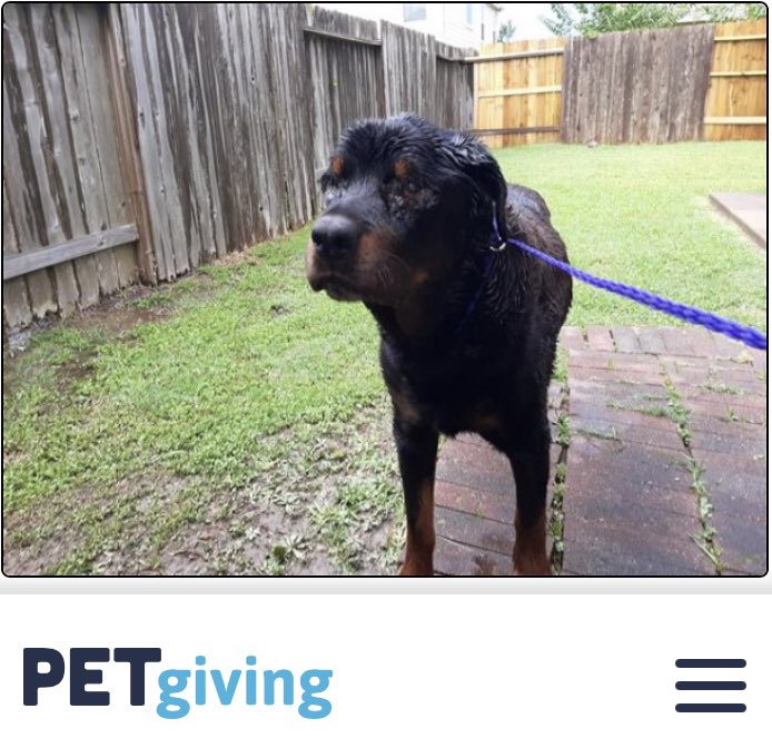 Hamilton has been 💙RESCUED💙 Rottweiler Rescue Society is on his way to finding his furever home thanks to donations from people who believe in him. #HappyTails #PetGiving