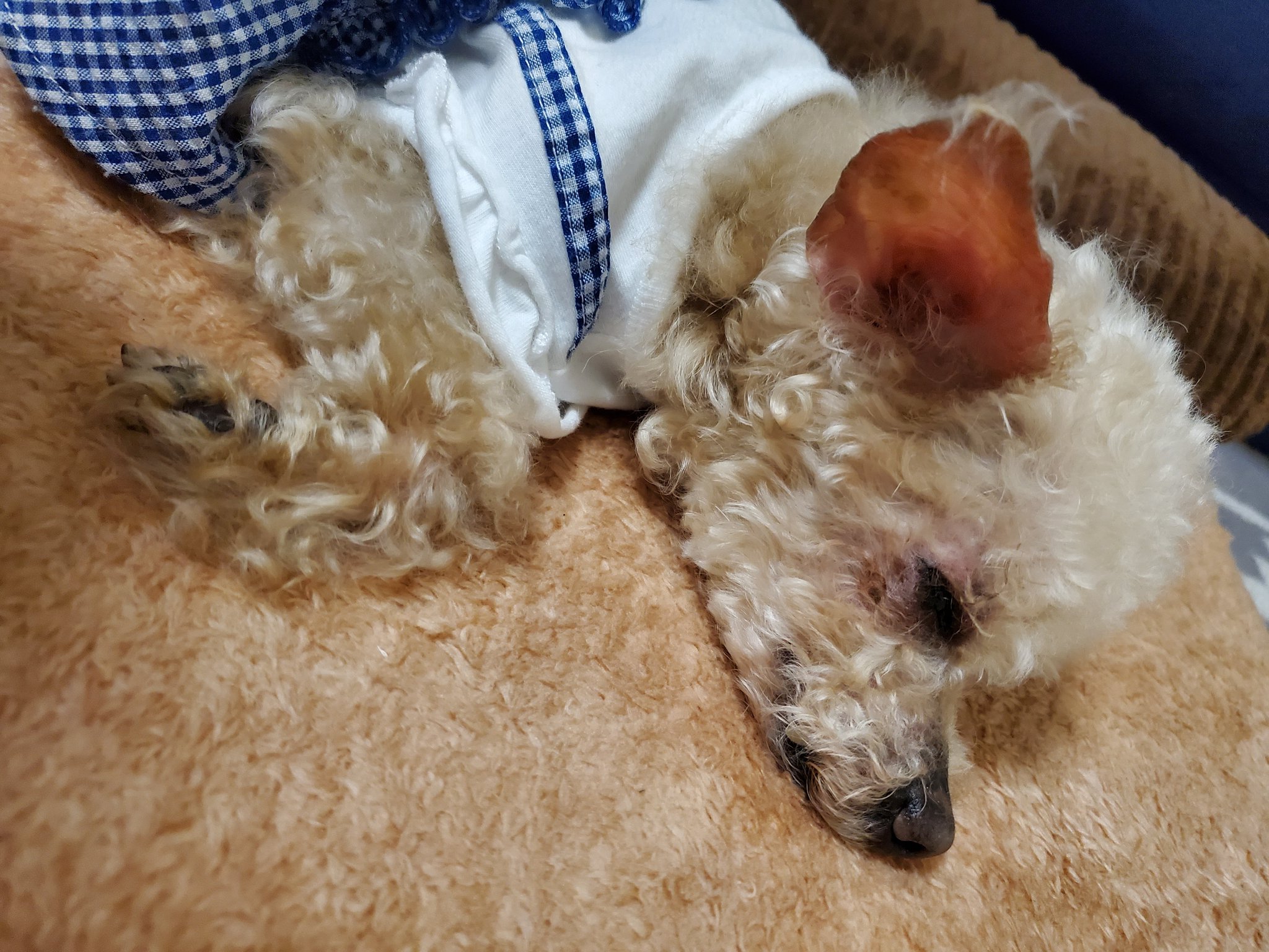 Uzivatel らいむ 小夏 ダックスフンド マルチーズ Na Twitteru 明日 新しく家族になった老犬のここ媛さんの乳腺腫瘍手術です 看護師として立ち会うのですがとても不安です 決めたのは私ですが 15歳という高齢 そばにいるから 絶対戻ってきて 待ってるからね