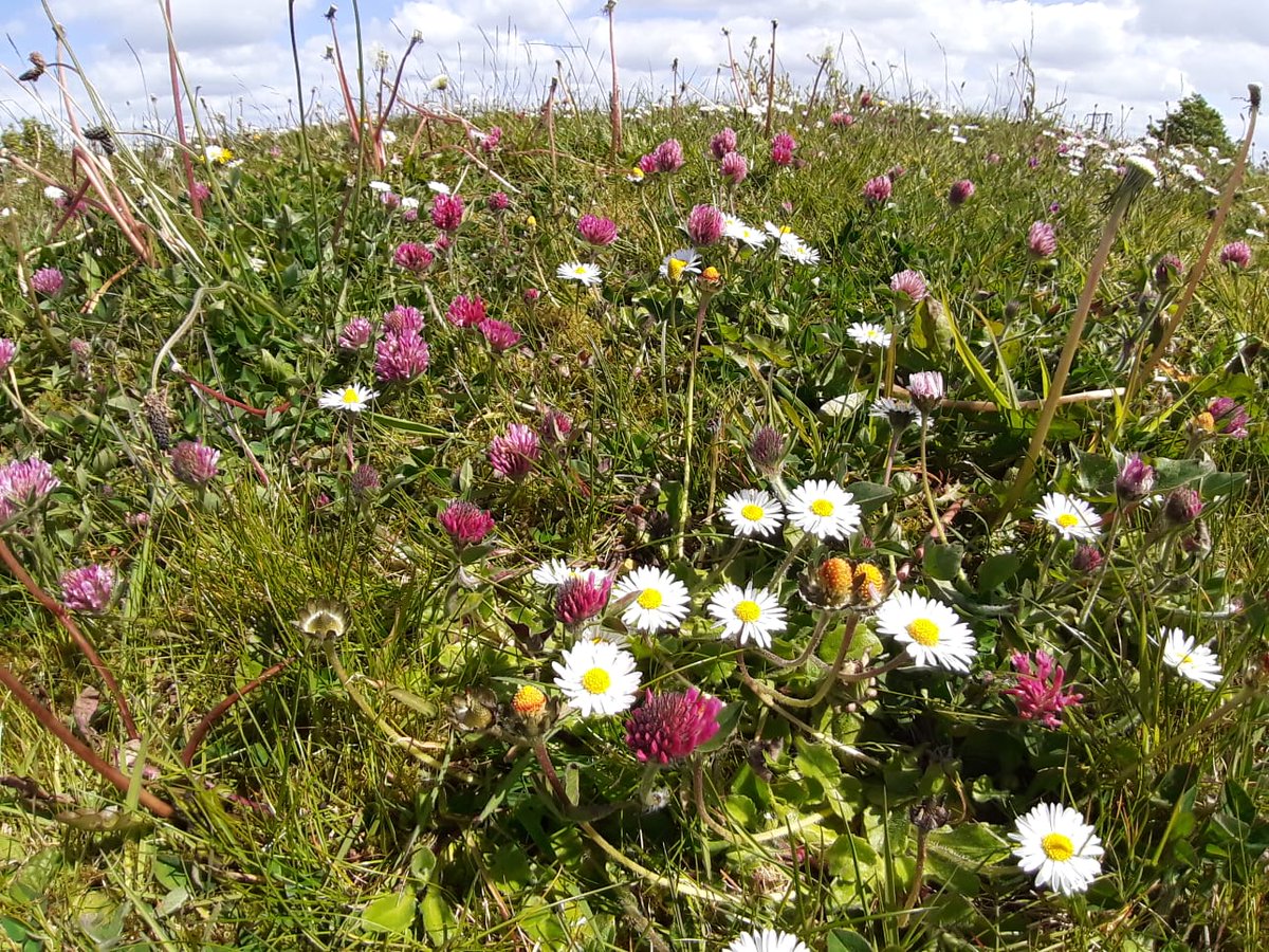 GalwayCityCo's tweet photo. Wildflowers and pollinators continue to benefit from 'No Mow' areas in estates participating in the Healthy Green Space initiative with our Recreation and Amenity Department. 🐝🌼 https://t.co/ID3ETmDvBX